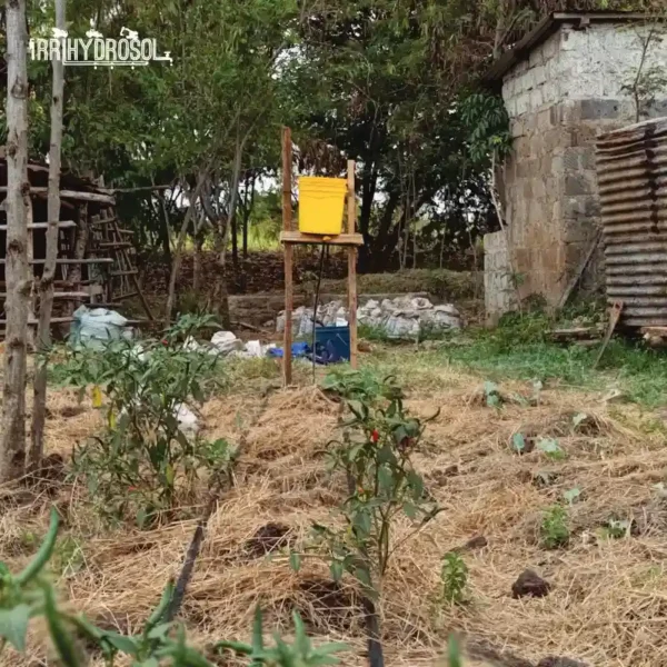 Two-Line Bucket Drip Irrigation System at KIOF Demonstration Farm
