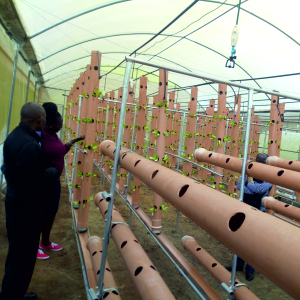 hydroponics