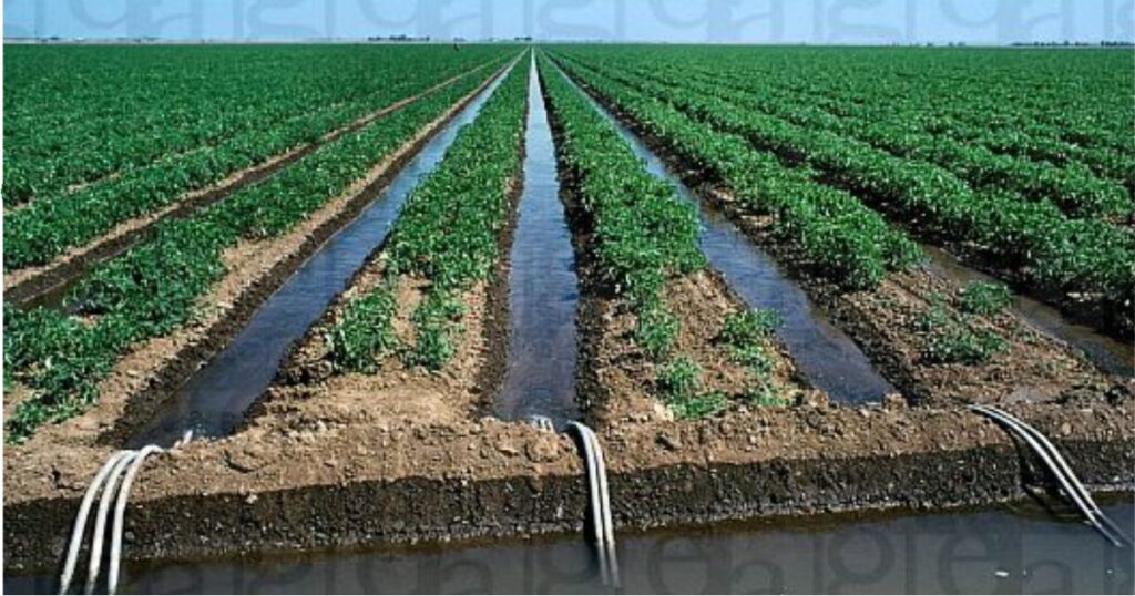 Furrow irrigation system watering crops on a farm