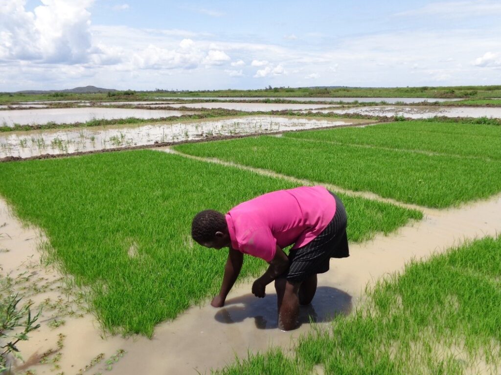 A woman plants rice in a paddy field using basin irrigation methods in Ahero, a key rice-growing region in Kenya