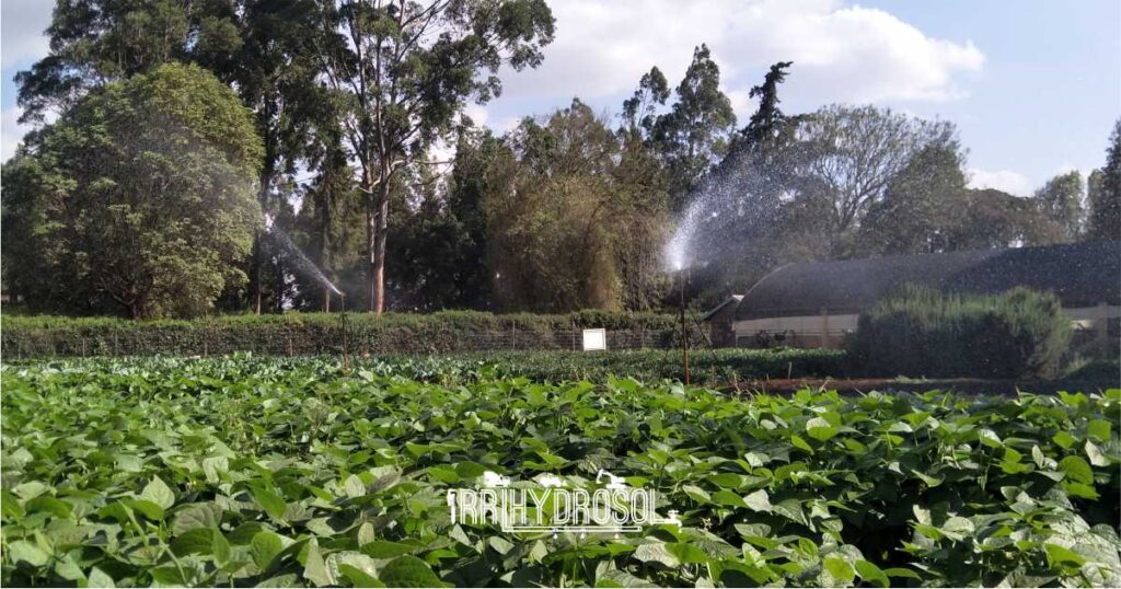 A powerful impact sprinkler mounted on a tripod stand efficiently irrigating a lush bean plantation, ensuring uniform water distribution across the field