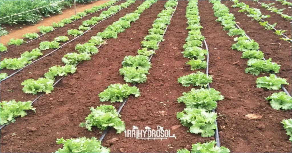 Modern drip irrigation systems installed in Kenyan vegetable farm by Irrihydrosol