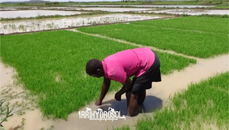 Flooded rice paddies using basin irrigation method in Mwea irrigation scheme Kenya