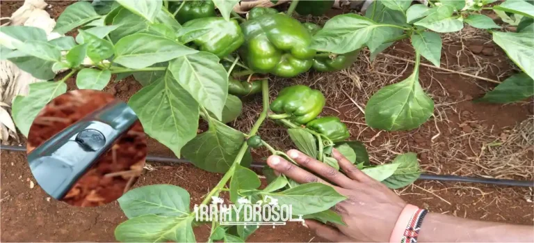 Close-up view of drip irrigation pipes and emitters watering capsicumplants in Kenya greenhouse