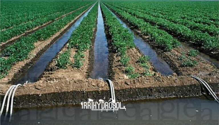 Water flowing through furrow channels between rows in traditional irrigation system in Kenya