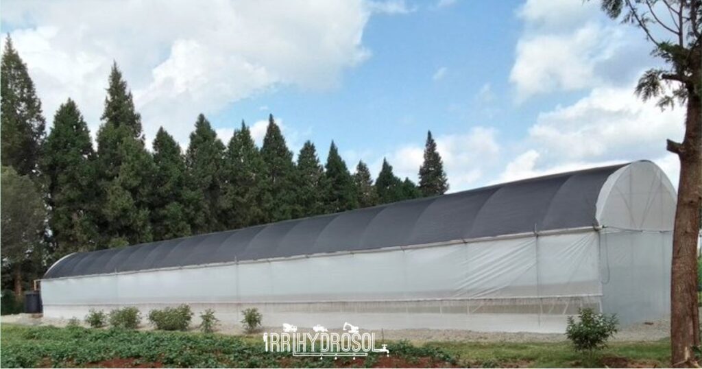 Large modern greenhouse with galvanized steel frame and UV-treated cover in Kenyan farm setting