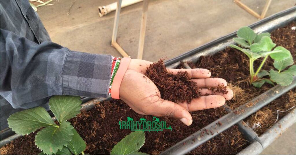 Strawberries thriving in a hydroponic system using coco peat—an efficient, soil-less growing medium ideal for controlled environments