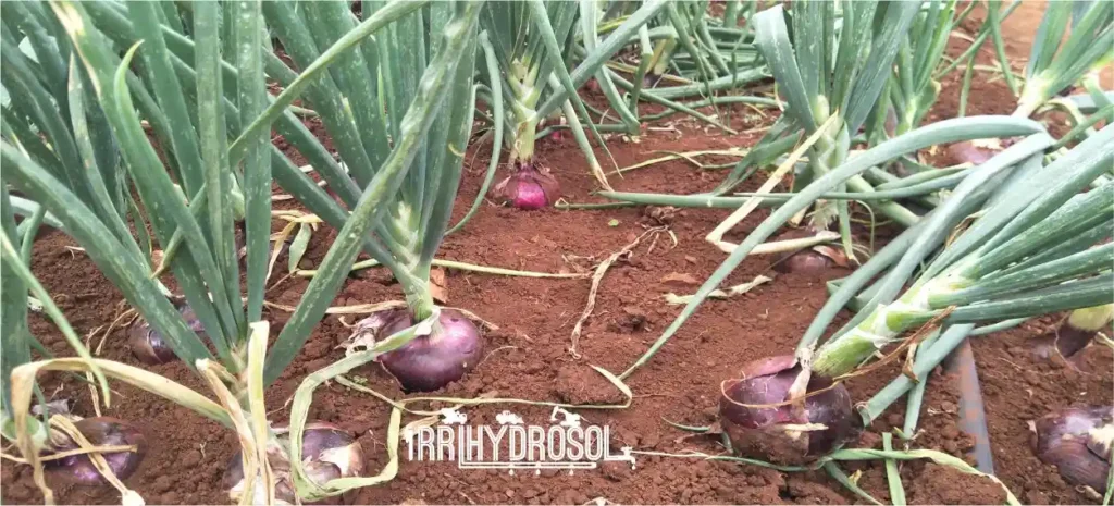 Healthy onion plants with green tops and red onion bulbs growing under drip irrigation system in Kenyan greenhouse