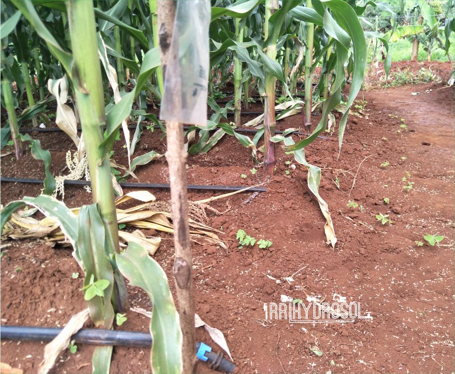 Maize crop under drip irrigation—demonstrating uniform water distribution and improved growth in water-scarce regions