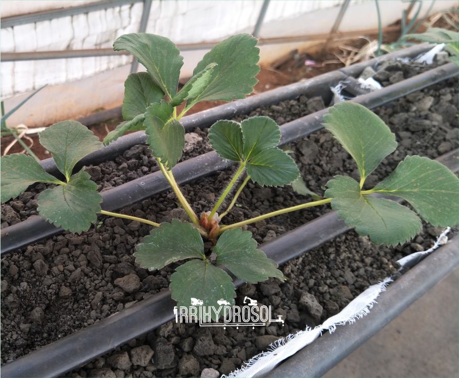 Image of a hydroponic setup with strawberry plants growing in pumice substrate, each plant being watered by a precise drip emitter