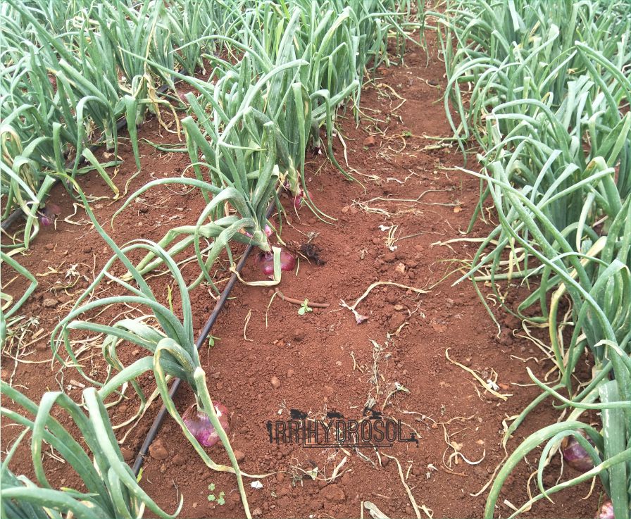 Healthy onion crop thriving under drip irrigation, ensuring precise water delivery and enhanced bulb development