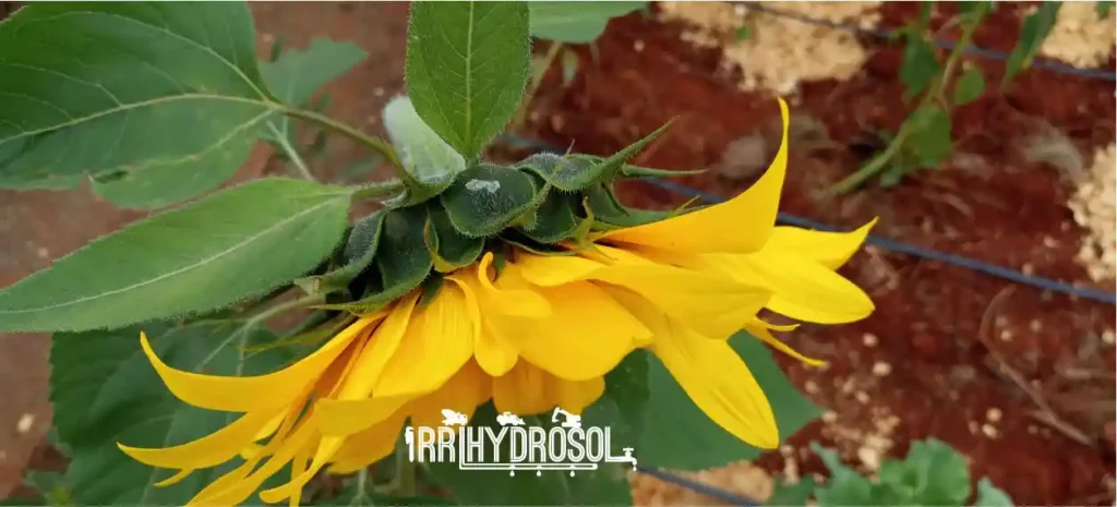 A vibrant sunflower in full bloom with a drip irrigation line delivering water at its base on a farm in Kiambu, Kenya